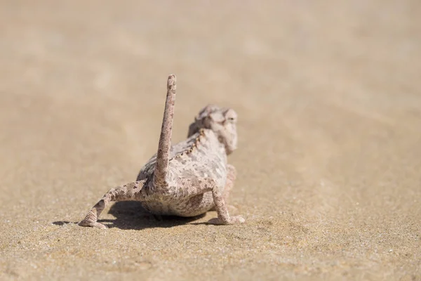 Africa Namibia Namib Desert Swakopmund Namaqua Chameleon Chamaeleo Namaquensis Sand — Stock Photo, Image