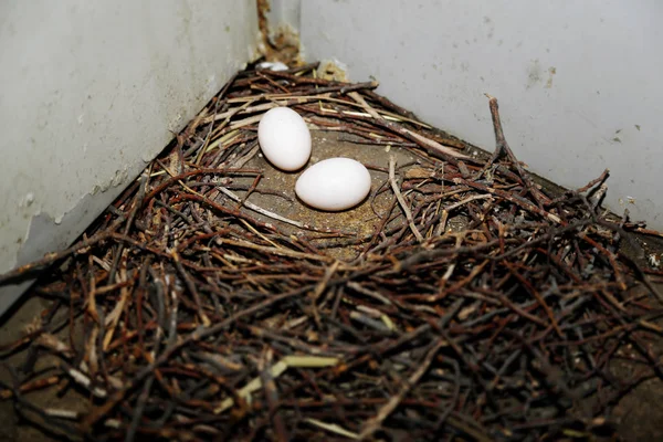 Gołębiego Jaja Gnieździe Ścianę — Zdjęcie stockowe