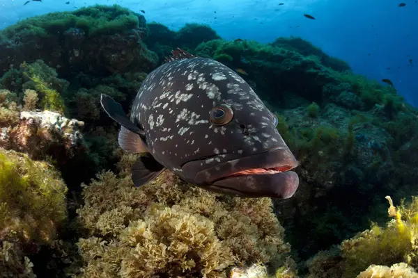 Portugal Azorerna Santa Maria Atlanten Smutsvitt Grouper Fisk — Stockfoto