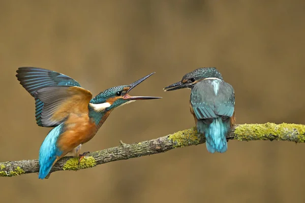 Germany Lower Saxony Common Kingfishers Alcedo Atthis Branch — Stock Photo, Image