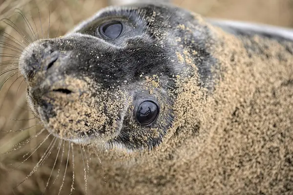 Young Grey Seal Lying Meadow Daytime — Stock Photo, Image