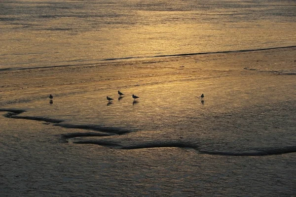 Germany Seagulls Tideland Sunset — Stock Photo, Image