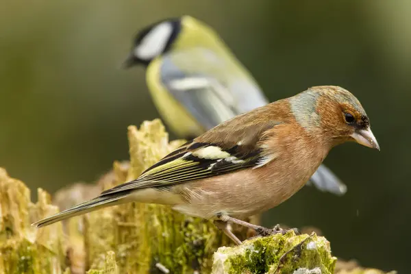 줄기에 Perching Chaffinch — 스톡 사진