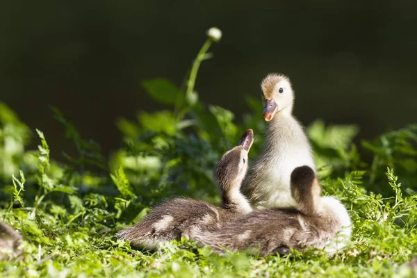 Pato con polluelos en la hierba —  Fotos de Stock