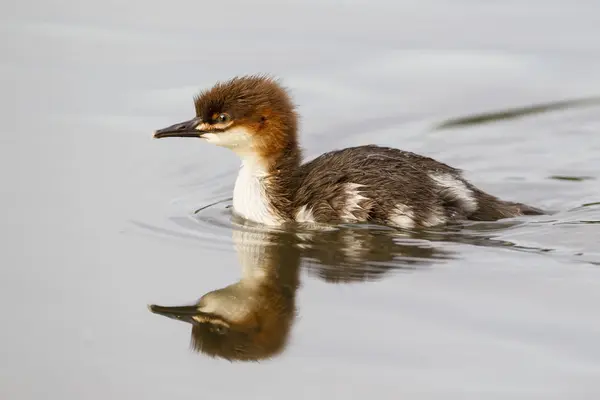 Poussin Goosander nageant dans l'étang — Photo