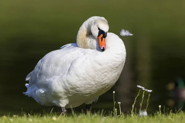 Cisne blanco sobre hierba —  Fotos de Stock