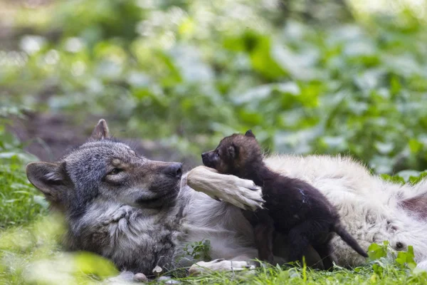 灰色の狼森で子犬と遊ぶ — ストック写真