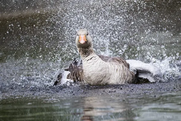 Greylag Oie se baignant dans l'eau — Photo