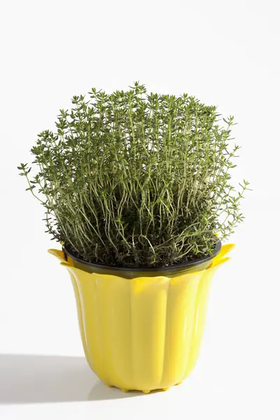 Potted plant of thyme herb — Stock Photo, Image