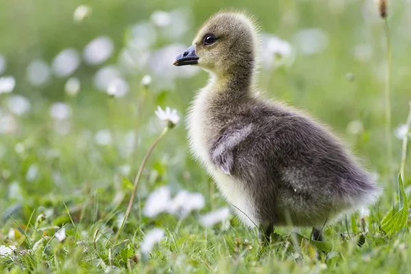 Barnacle Oie Poussin Sur Prairie Fleurs — Photo