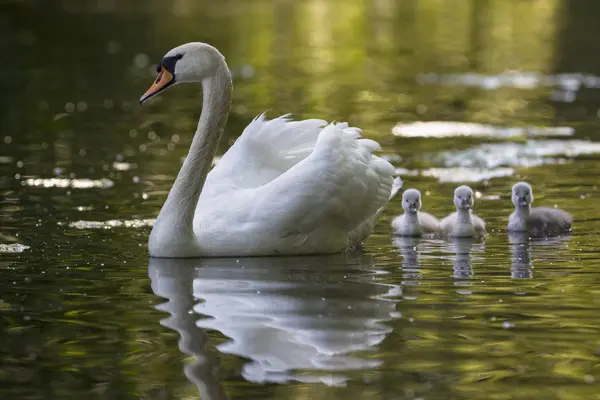 Europa Deutschland Bayern Schwan Mit Küken Schwimmt Wasser — Stockfoto