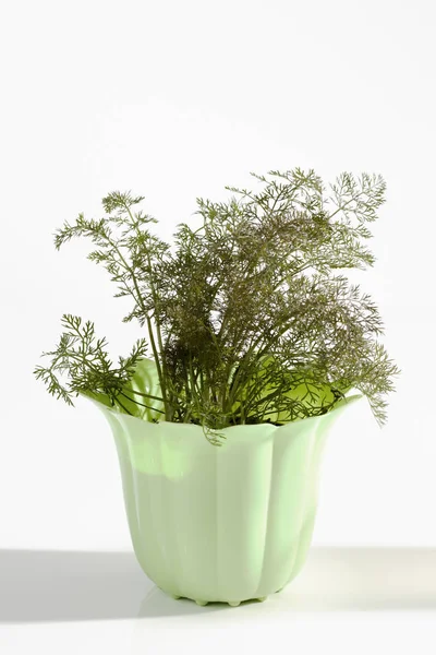 Plante Fenouil Doux Pot Sur Fond Blanc — Photo