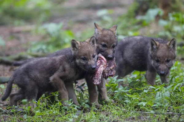 Cachorros lobo gris compartiendo carne — Foto de Stock