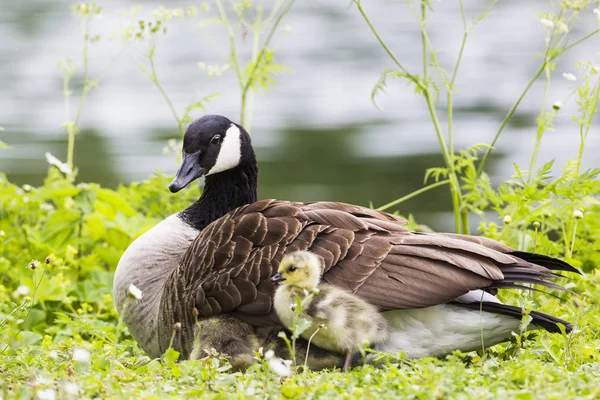 Canada Goose with chicks — Stock Photo, Image