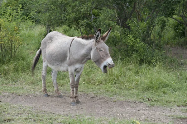 Female Donkey Shouting Meadow Daytime — Stock Photo, Image