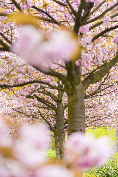 Cerisiers en fleurs, plein cadre — Photo de stock