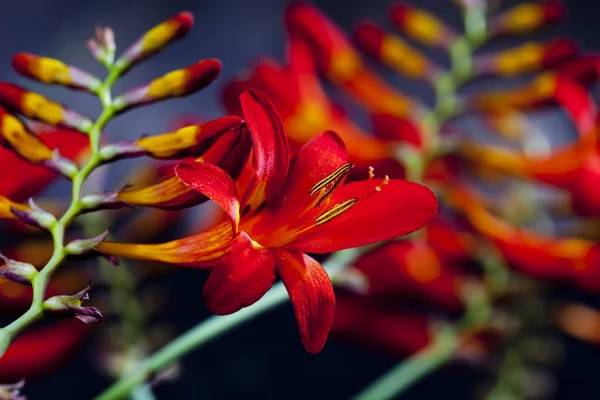 Вид крупным планом на красочные красные цветы Монбретии — стоковое фото