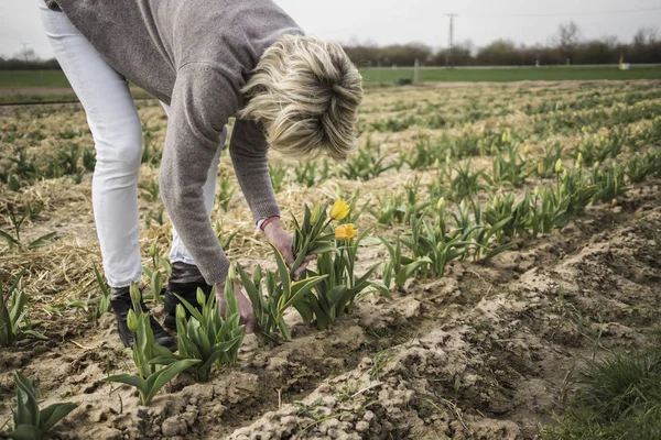 Germany, Zons, woman picking tulips on a field — Stock Photo