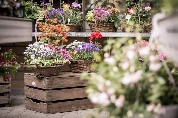 Germany, flower sale of a plant nursery — Stock Photo