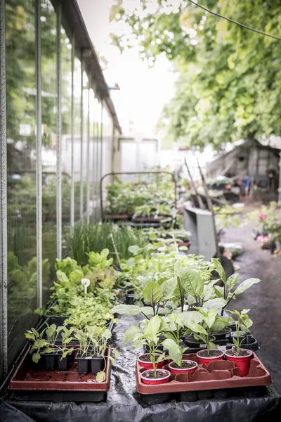 Mudas em um viveiro de plantas durante o dia — Fotografia de Stock