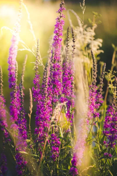 Purple loosestrife on a meadow at evening light — Stock Photo