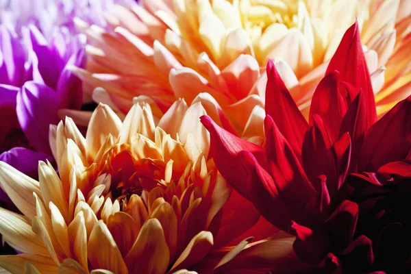 Primer plano de coloridas flores de Dahlia, marco completo - foto de stock