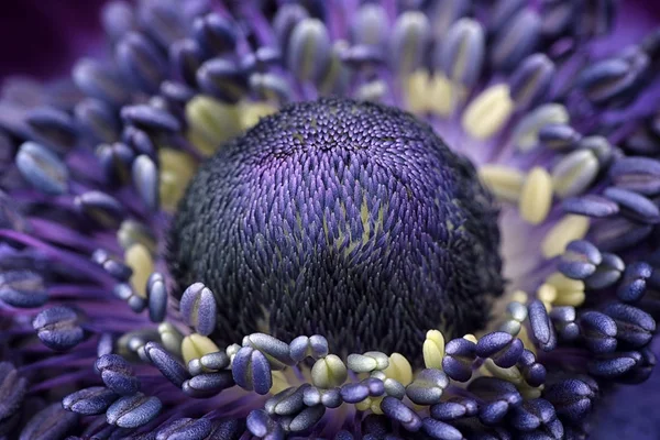 Detalle de anémona violeta, marco completo - foto de stock