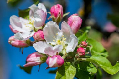 Mostviertel Avusturya 'da bir yürüyüş.