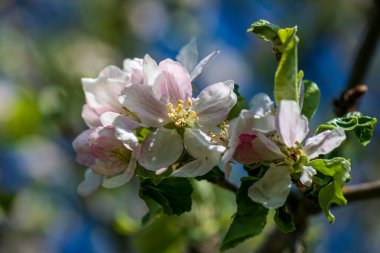 Mostviertel Avusturya 'da bir yürüyüş.