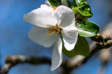 Mostviertel Avusturya 'da bir yürüyüş.
