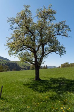 Mostviertel Avusturya 'da bir yürüyüş.