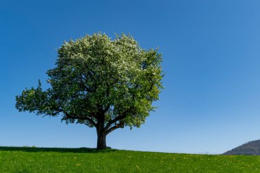 Mostviertel Avusturya 'da bir yürüyüş.