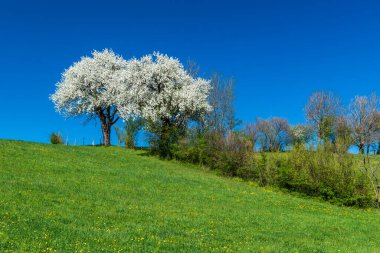 Mostviertel Avusturya 'da bir yürüyüş.