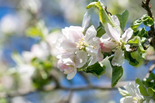 Mostviertel Avusturya 'da bir yürüyüş.