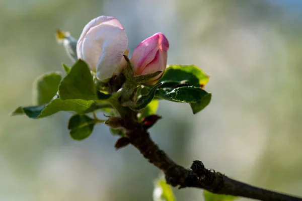Mostviertel Avusturya 'da bir yürüyüş.