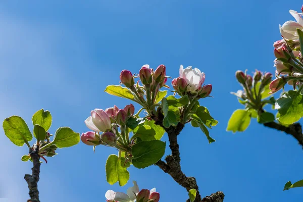 Une Randonnée Travers Floraison Mostviertel Autriche Photos De Stock Libres De Droits