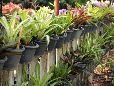 Saksı bitkileri yakın çekim