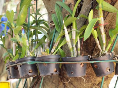 Saksı bitkileri yakın çekim