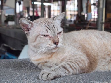 Kızgın kedi ile mutsuz