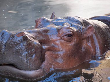 Su aygırı kafa vurdu