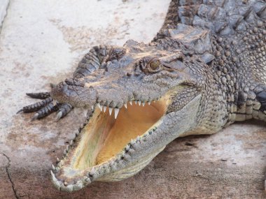 Tayland'da timsahlar yakın çekim