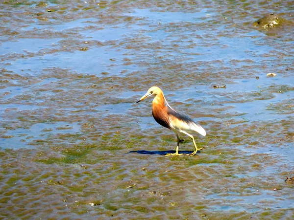 Vogel op zoek naar voedsel op het gebied van Thailand — Stockfoto