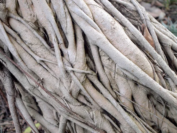 Trunk of the tree — Stock Photo, Image