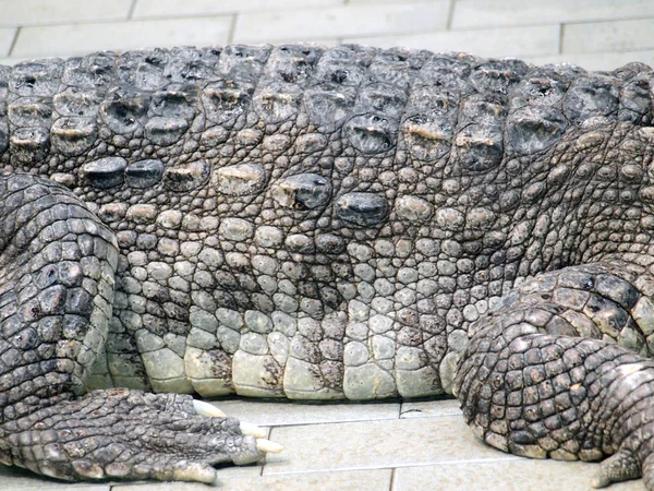 Krokodilhaut aus nächster Nähe — Stockfoto
