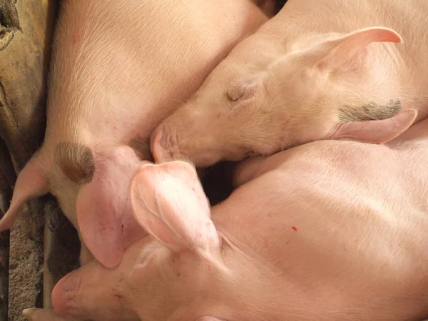 Porcs dans la ferme — Photo