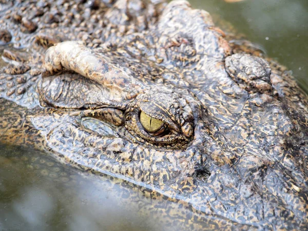Krokodille øjne detaljer nærbillede - Stock-foto