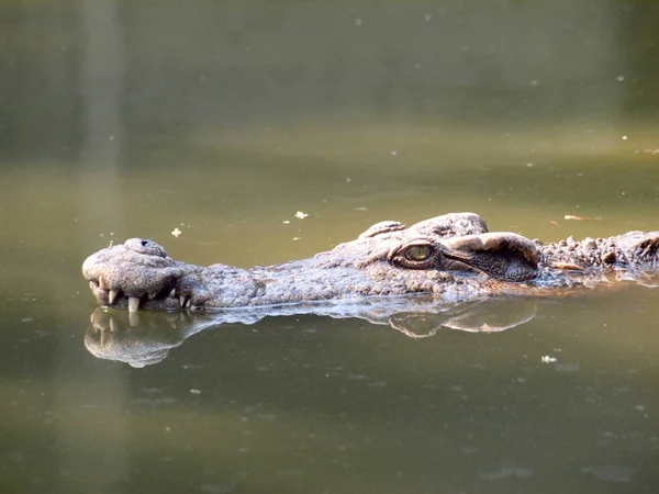 Détail des yeux de crocodile Fermer — Photo