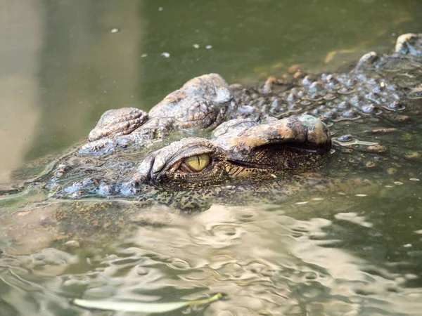Detail aus Krokodilaugen in Nahaufnahme — Stockfoto