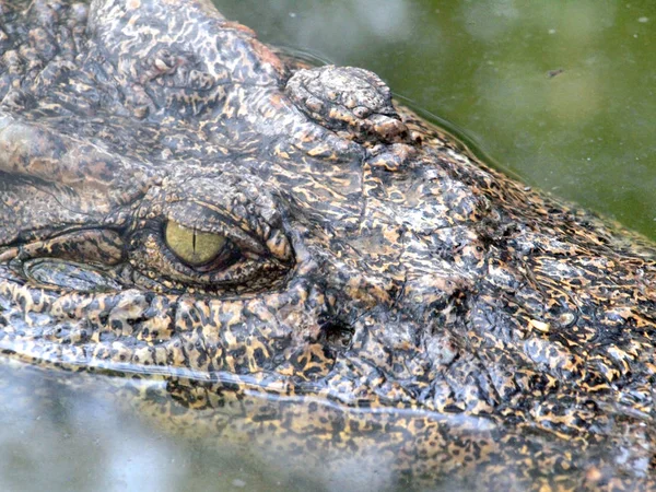 Detail aus Krokodilaugen in Nahaufnahme — Stockfoto