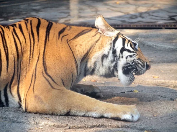 Tigre de bengala real — Foto de Stock